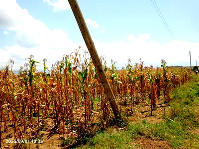 Plots on Sale Mzee Wanyama Nakuru - Image 6