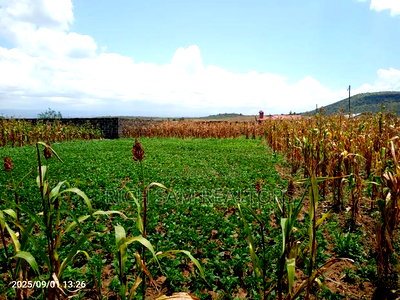 Plots on Sale Mzee Wanyama Nakuru - Image 9