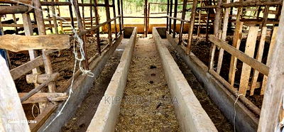 1 Acre With Store and Dairy Shed for Sale Imti Moja Eldoret - Image 2