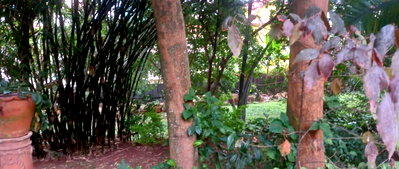 Garden Oasis on 0.65 Acre Plot