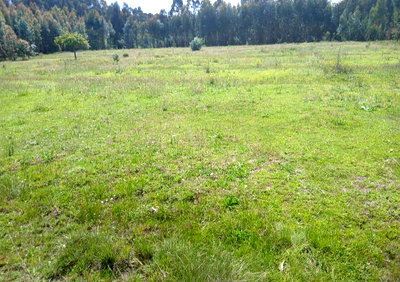 4-Acre Plot for KSh 3.8M in Nyandarua