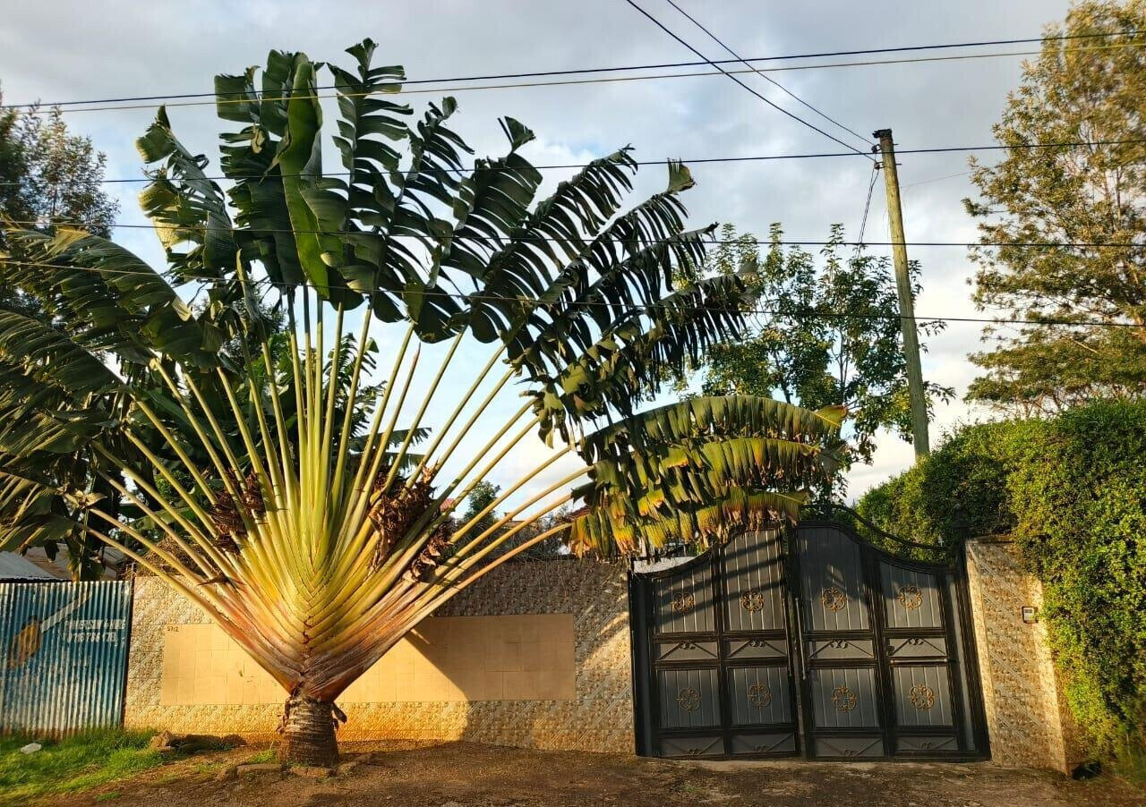 4BR Townhouse on Tarmac with Front Garden - Ndumberi