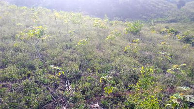 One Acre Land on Sale - Image 3