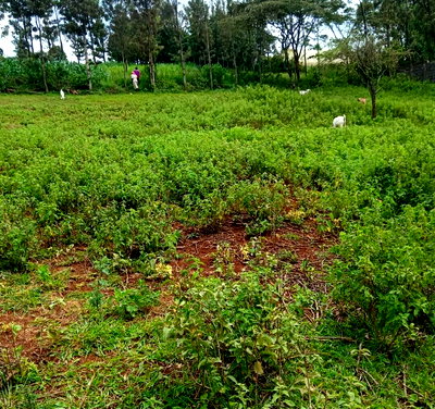 1/2 Acre Plot in Kibiku, Ngong