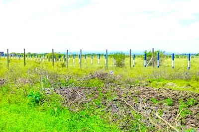 Kamakis Plots - Image 2