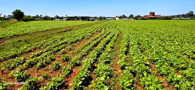 Commercial Plots for Sale in Eldoret Marura Behind Delta - Image 8