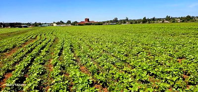 Commercial Plots for Sale in Eldoret Marura Behind Delta - Image 3