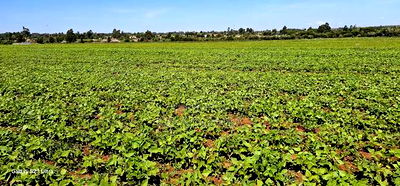 Commercial Plots for Sale in Eldoret Marura Behind Delta - Image 4