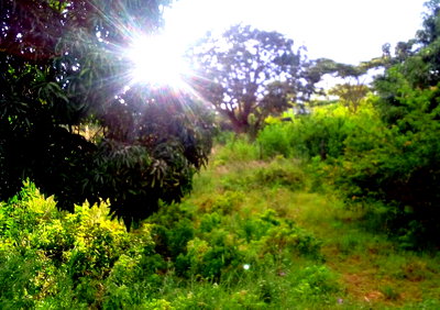 Quarter Acre Plot with Garden
