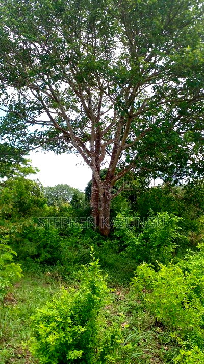 1/2 Acre Plot on Sale at Kinondo 200 Metres From Tarmac. - Image 6