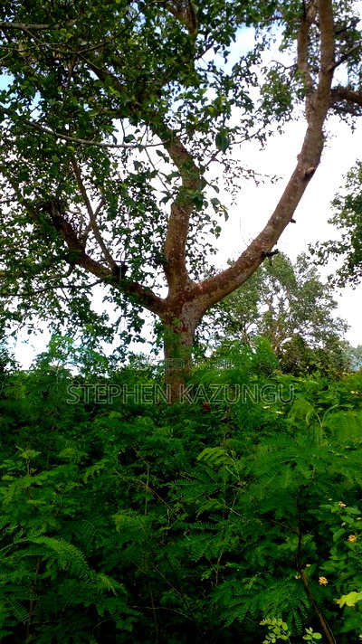 1/2 Acre Plot on Sale at Kinondo 200 Metres From Tarmac. - Image 5