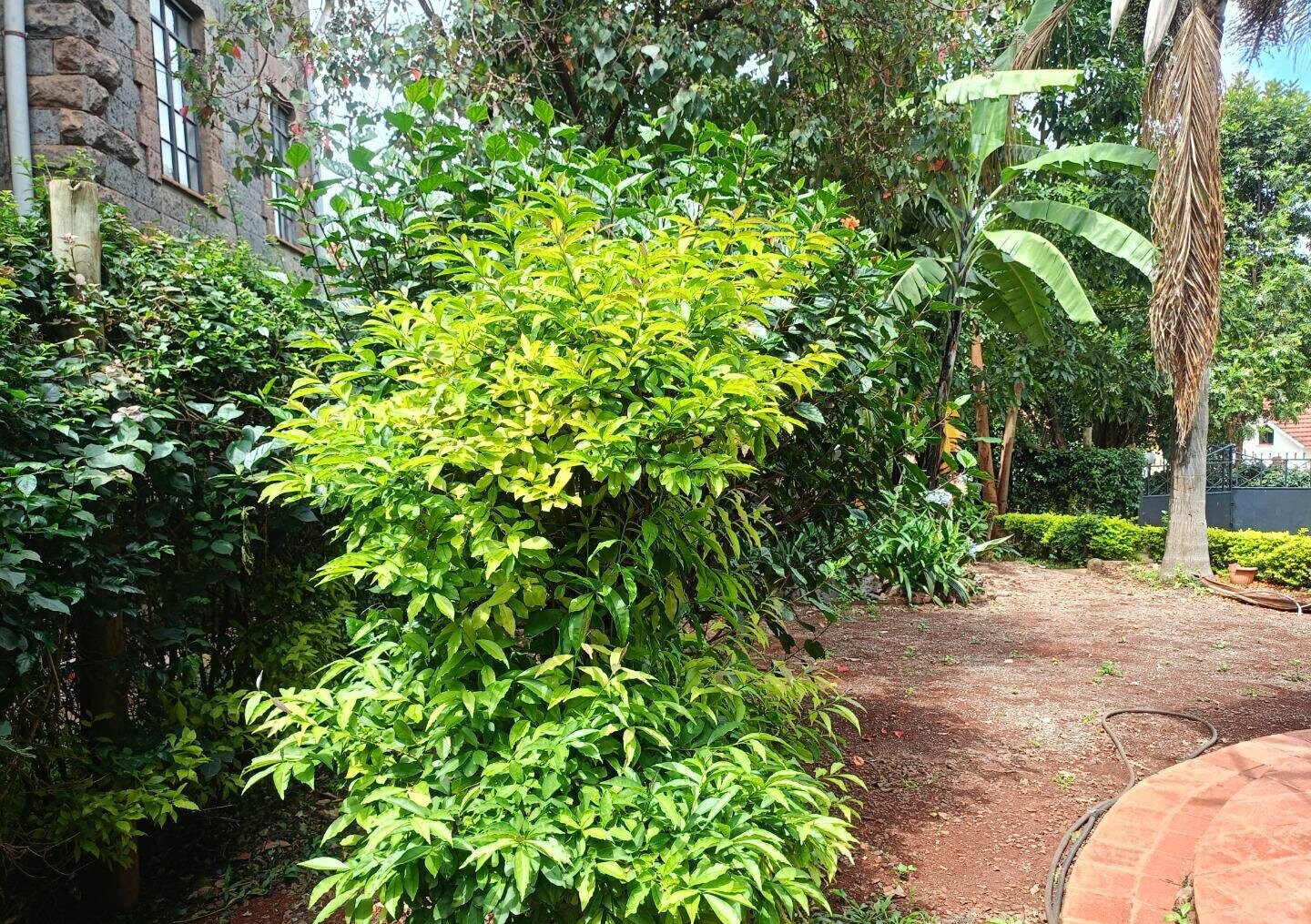 5-Ensuite Townhouse with CCTV & Electric Fence - Lavington