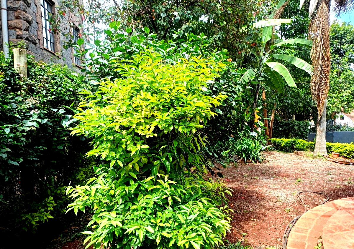 5-Ensuite Townhouse with CCTV & Electric Fence - Lavington