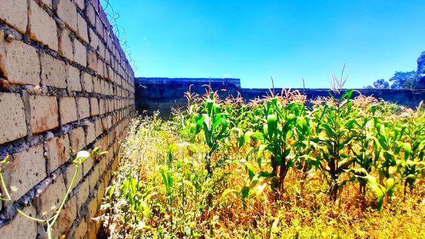 Kikuyu Thogoto Plots for Sale(Maiihi)