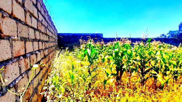 Kikuyu Thogoto Plots for Sale(Maiihi)