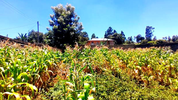 Kikuyu Thogoto Plots for Sale(Maiihi)