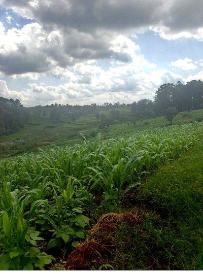 14-Acre Commercial Land with Garden