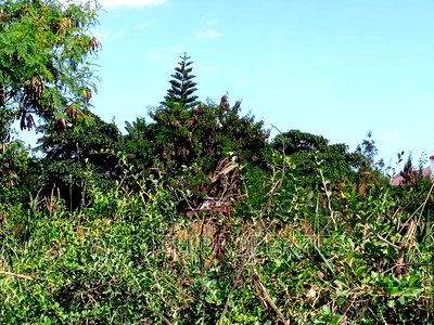 Prime 1/2 Acre Land on Sale Syokimau Near Country Club - Image 12