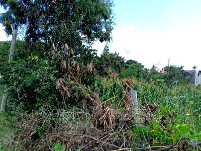 Prime 1/2 Acre Land on Sale Syokimau Near Country Club - Image 14