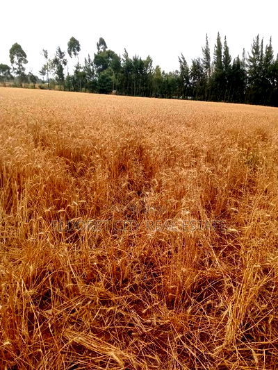 5 Acres Ilula With Title Arable - Image 1