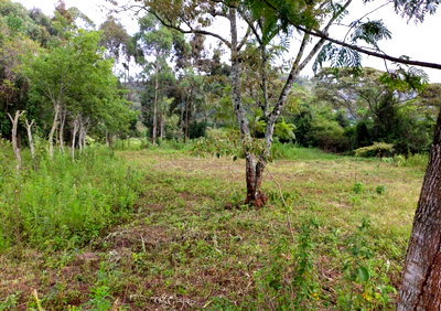 Half Acre Garden Plot with Parking - Ole Polos
