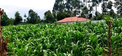 Plots for Sale in Mailli Nne Eldoret. - Image 1