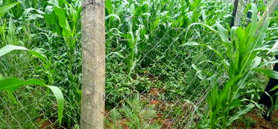 Plots for Sale in Mailli Nne Eldoret. - Image 3