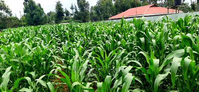 Plots for Sale in Mailli Nne Eldoret. - Image 2