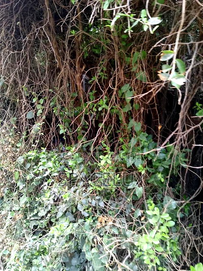 Prime Half Acre Joint Venture Westlands - Image 1