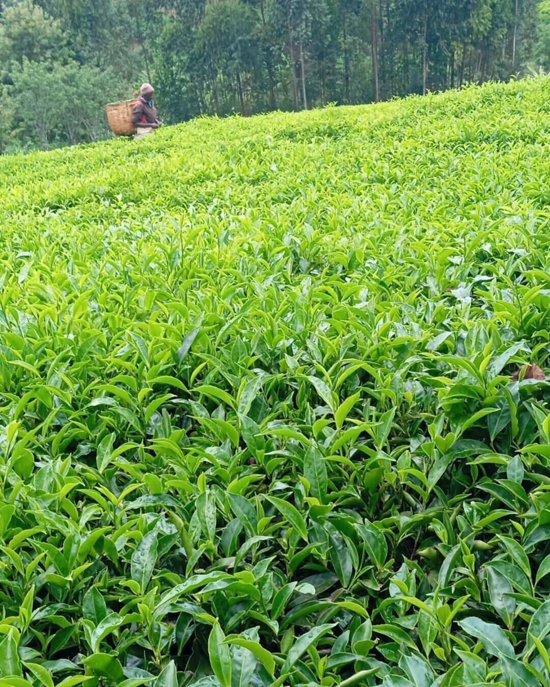 Tea Farm with Garden at 12M