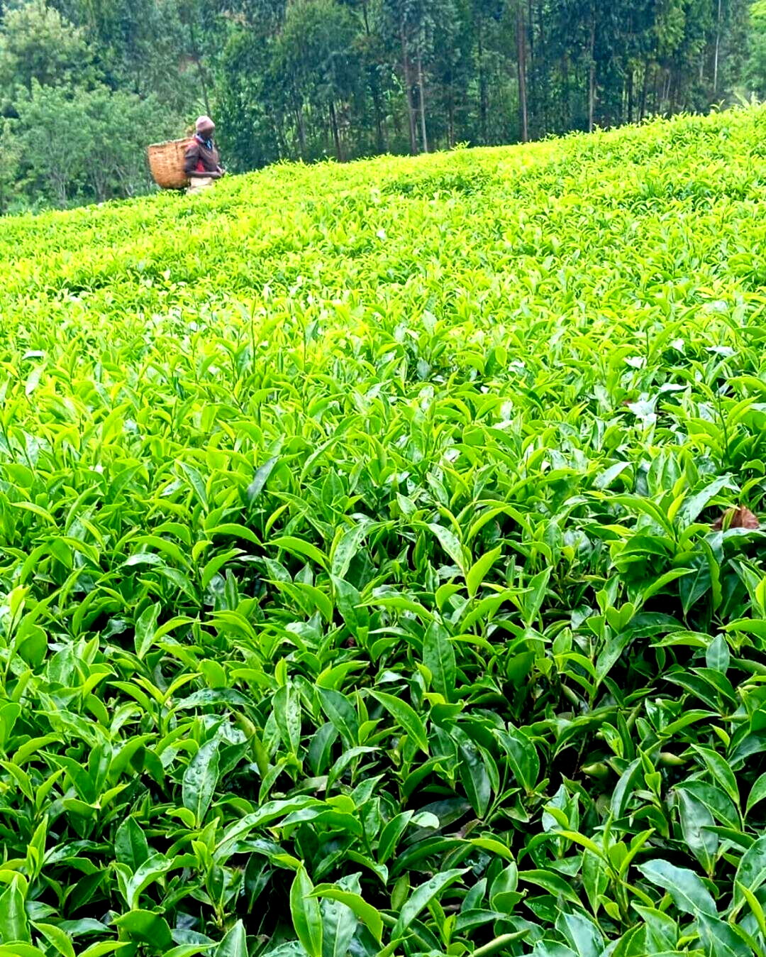 Tea Farm with Garden at 12M