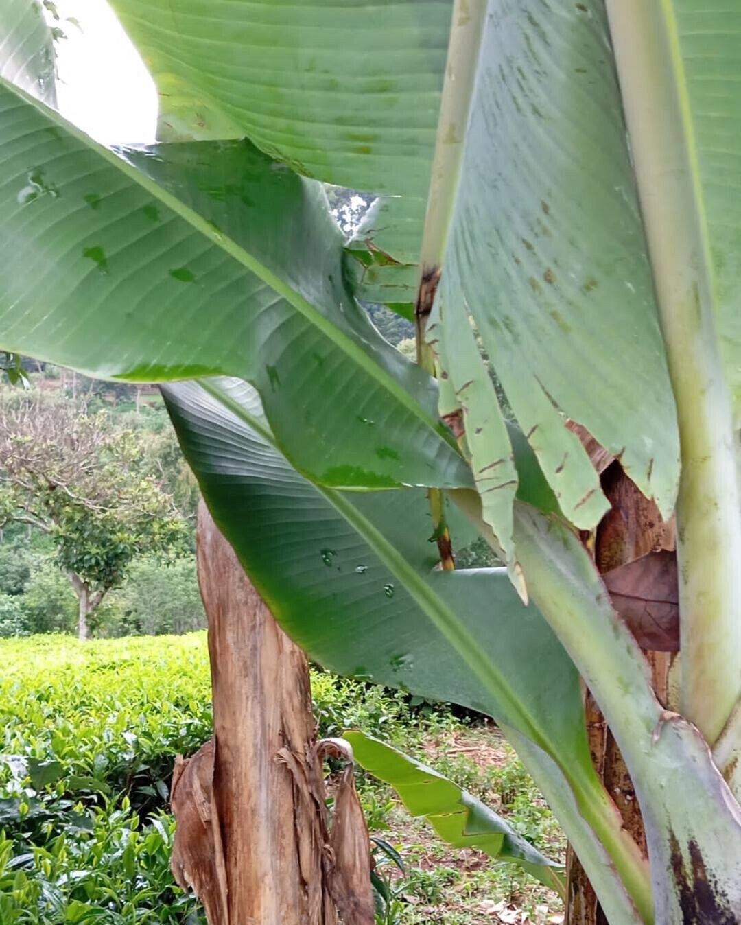 Tea Farm with Garden at 12M