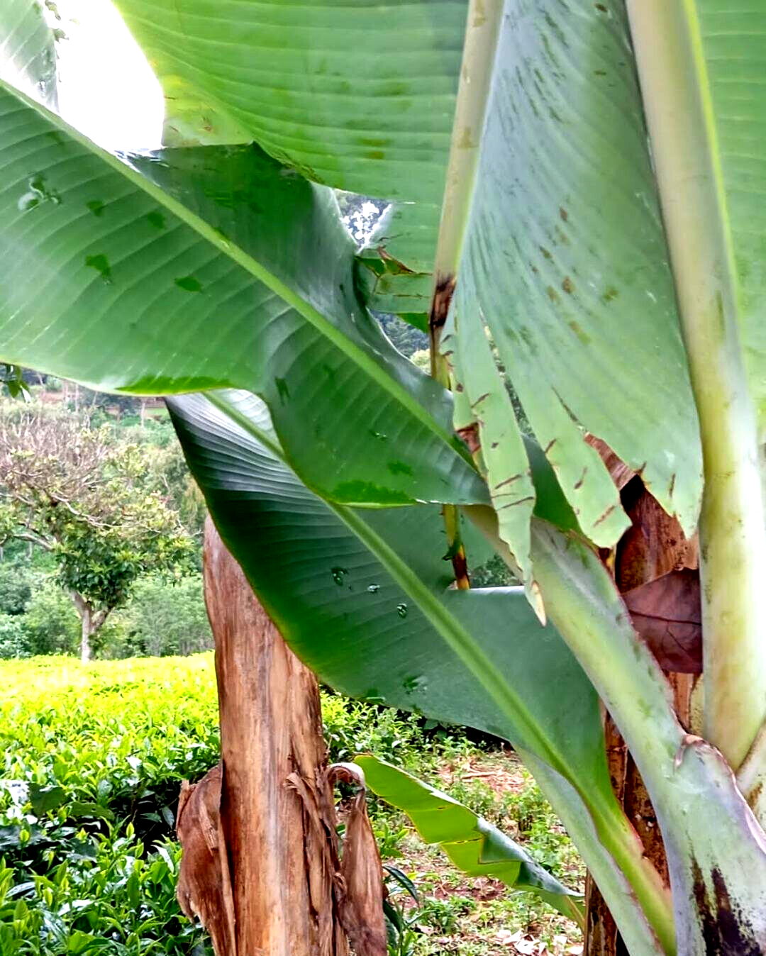 Tea Farm with Garden at 12M