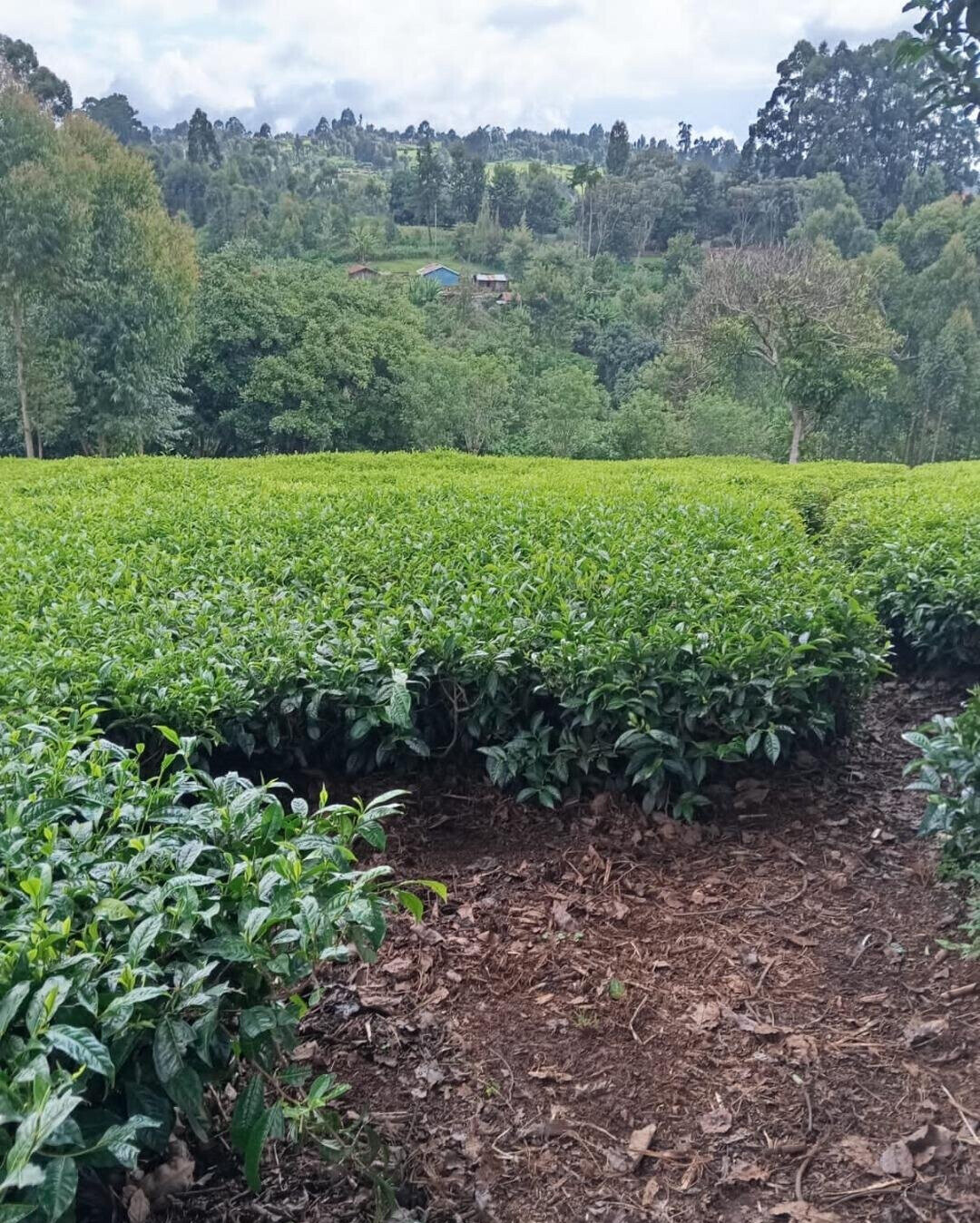 Tea Farm with Garden at 12M