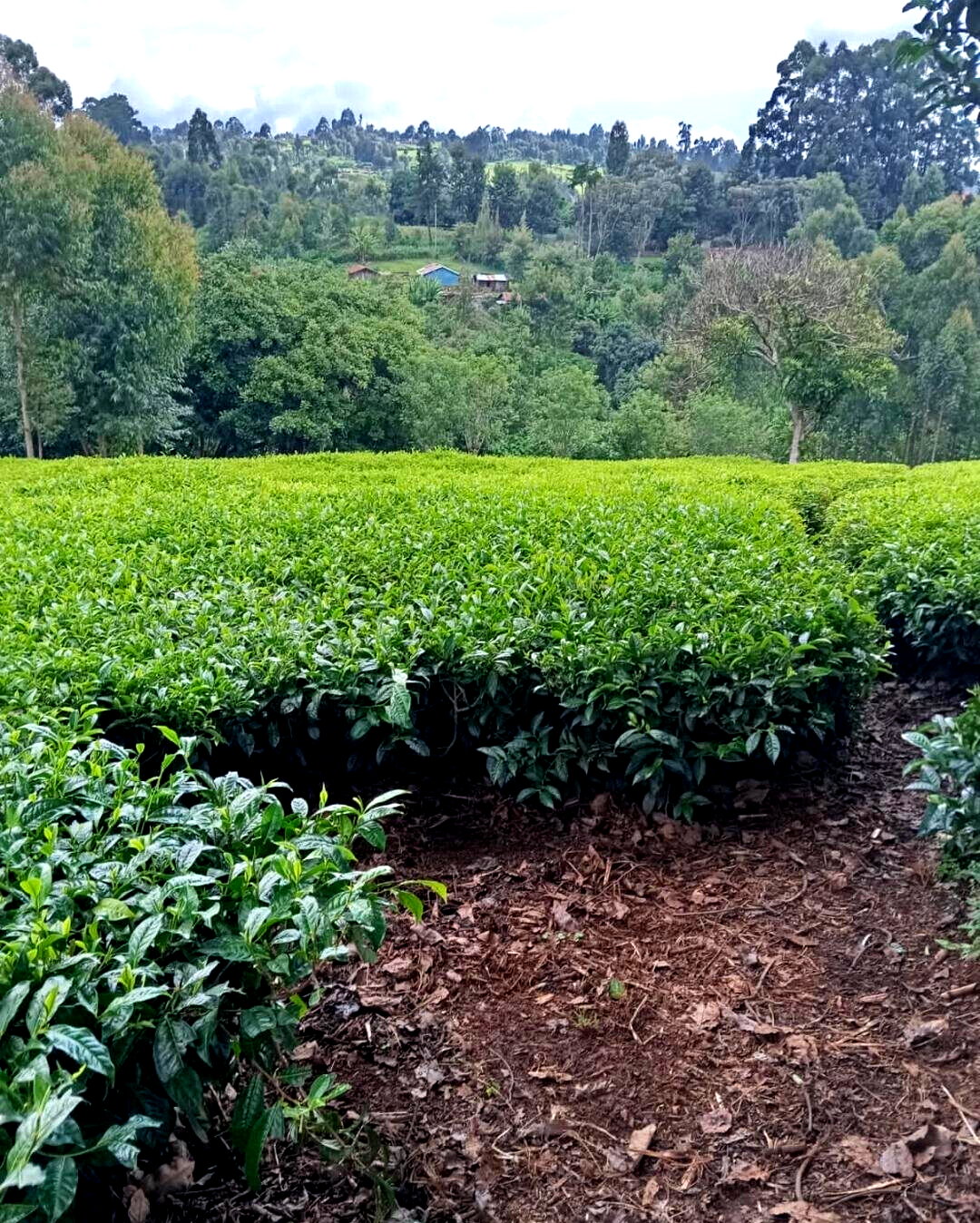 Tea Farm with Garden at 12M