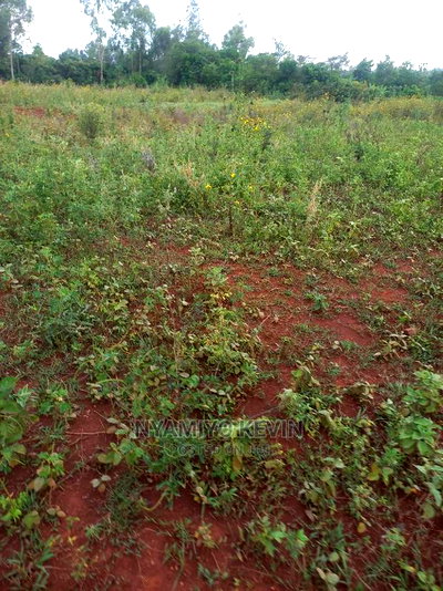 Behind Akala Catholic Church. - Image 3