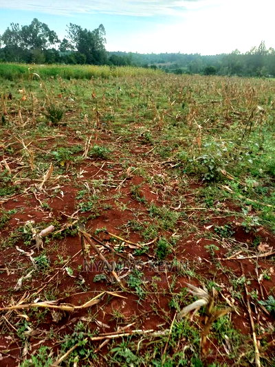 Behind Akala Catholic Church. - Image 4