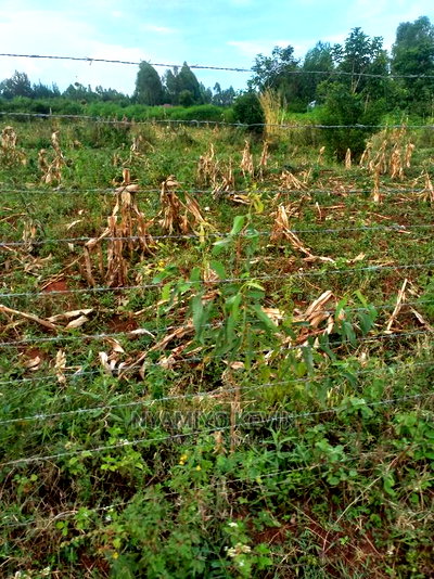Behind Akala Catholic Church. - Image 1