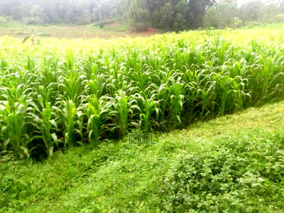 Malindi 34 Acres With a Permanent River - Image 2