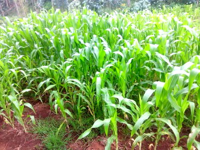 Malindi 34 Acres With a Permanent River - Image 1