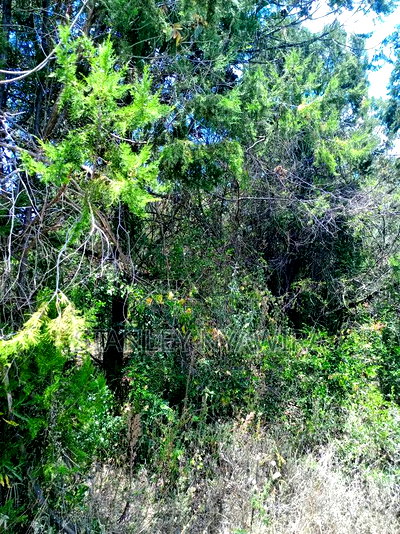 Prime 7.5 Acreas Opposite Nanyuki Landing Place - Image 2