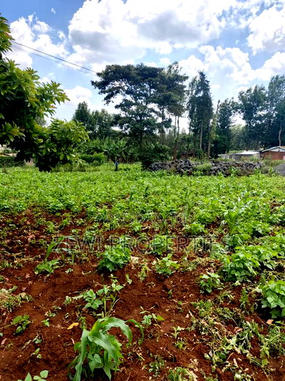 Half Acre Kerarapon - Image 3