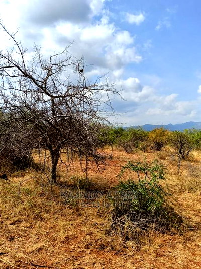 246 Acres Pion(Ilkisumeti) at Per Acre - Image 3