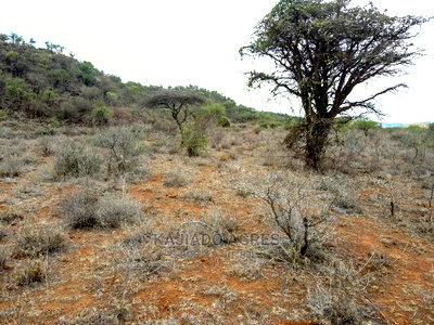 246 Acres Pion(Ilkisumeti) at Per Acre - Image 2