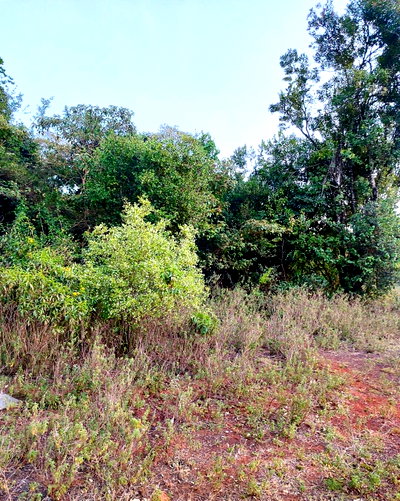 KSh 35M Half-Acre Garden Plot