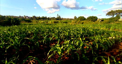 1.5 Acre Commercial Plot for KSh 15M