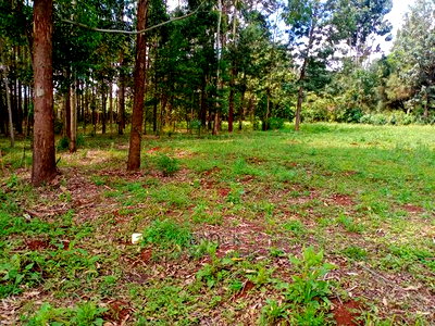 Prime Plots in Kapseret, Eldoret - Image 3