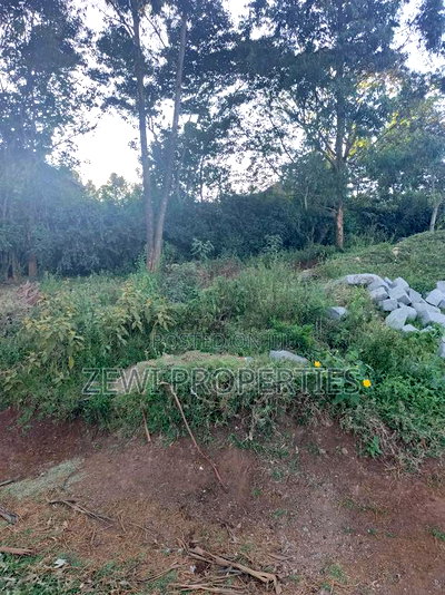 Quarter Acre Kibiku - Image 1