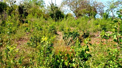 1/4 Acre Plot on Beach 3 Row, in Galu Beach - Image 10
