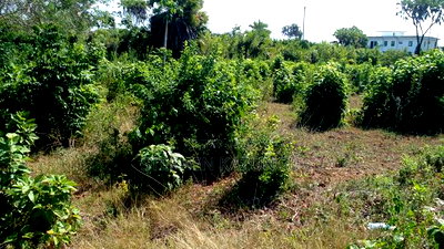 1/4 Acre Plot on Beach 3 Row, in Galu Beach - Image 12